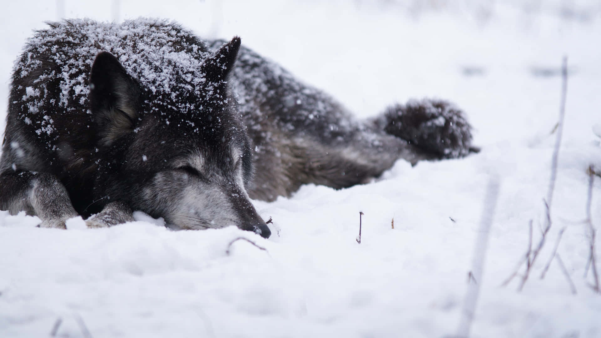 Eineinsamer Wolf Wandert Leise Durch Einen Mit Schnee Bedeckten Wald.