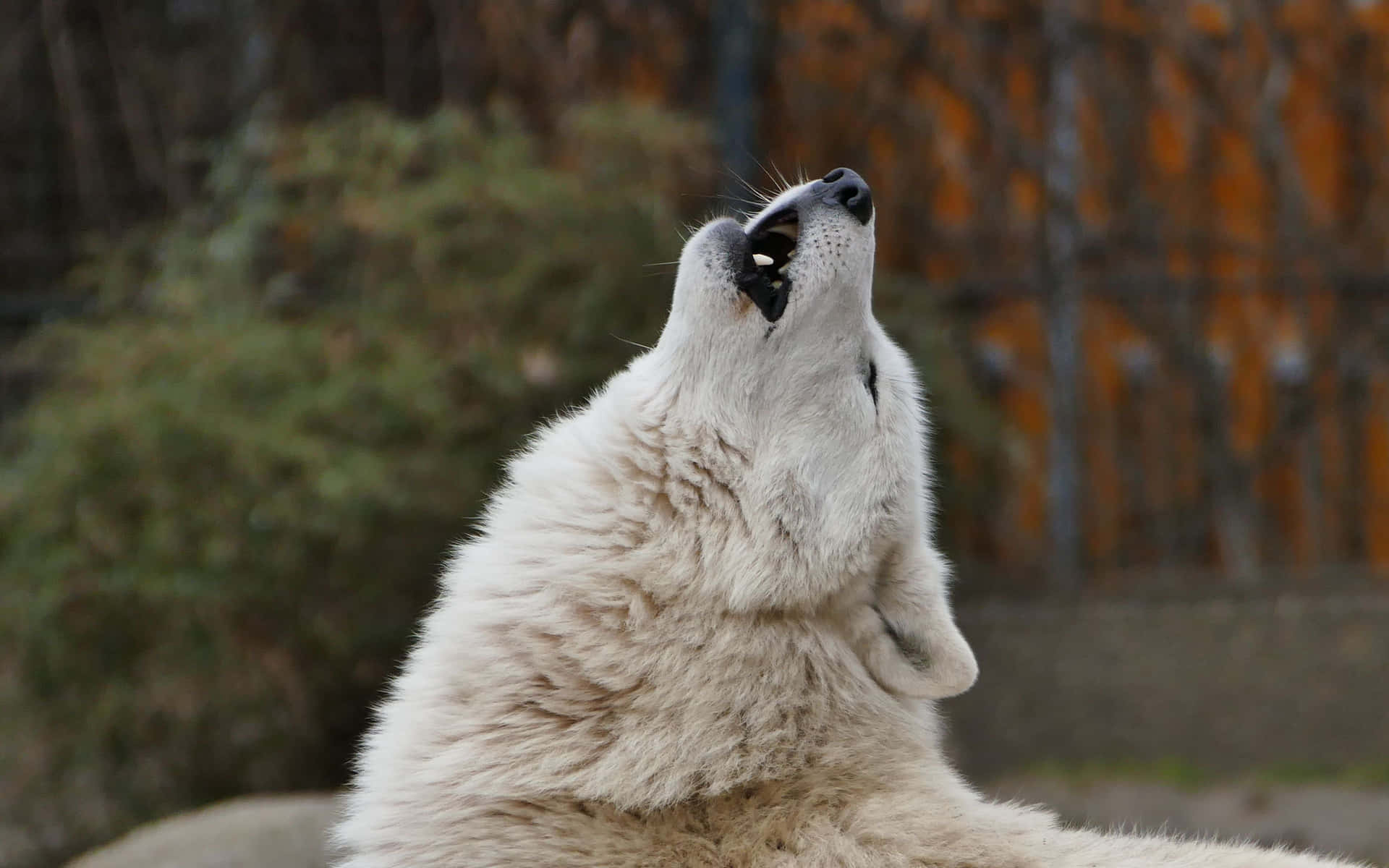 Majestic Wolf howling against a starry night sky