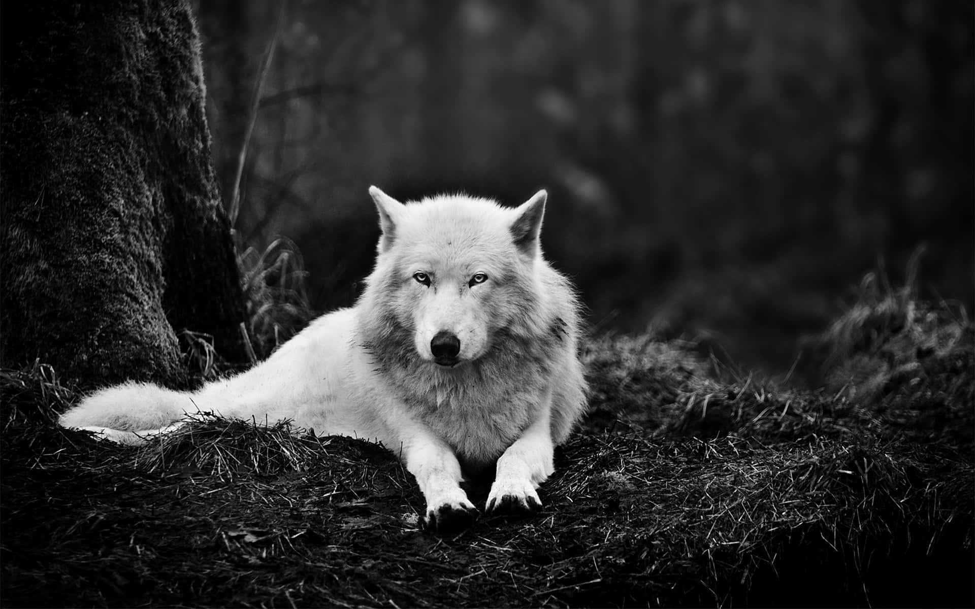Wild wolf in the wilderness