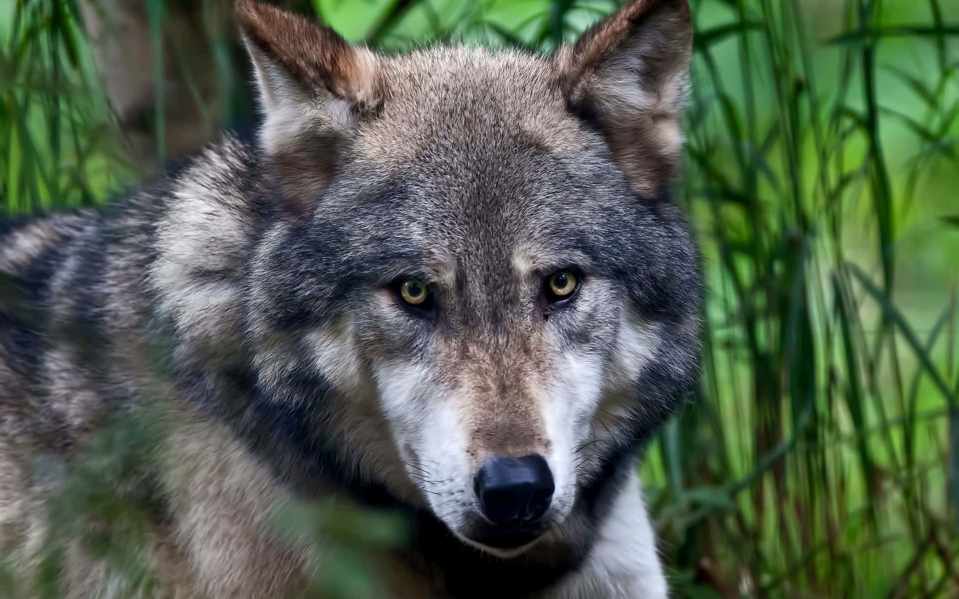 Einwilder Wolf, Der Durch Den Wald Streift