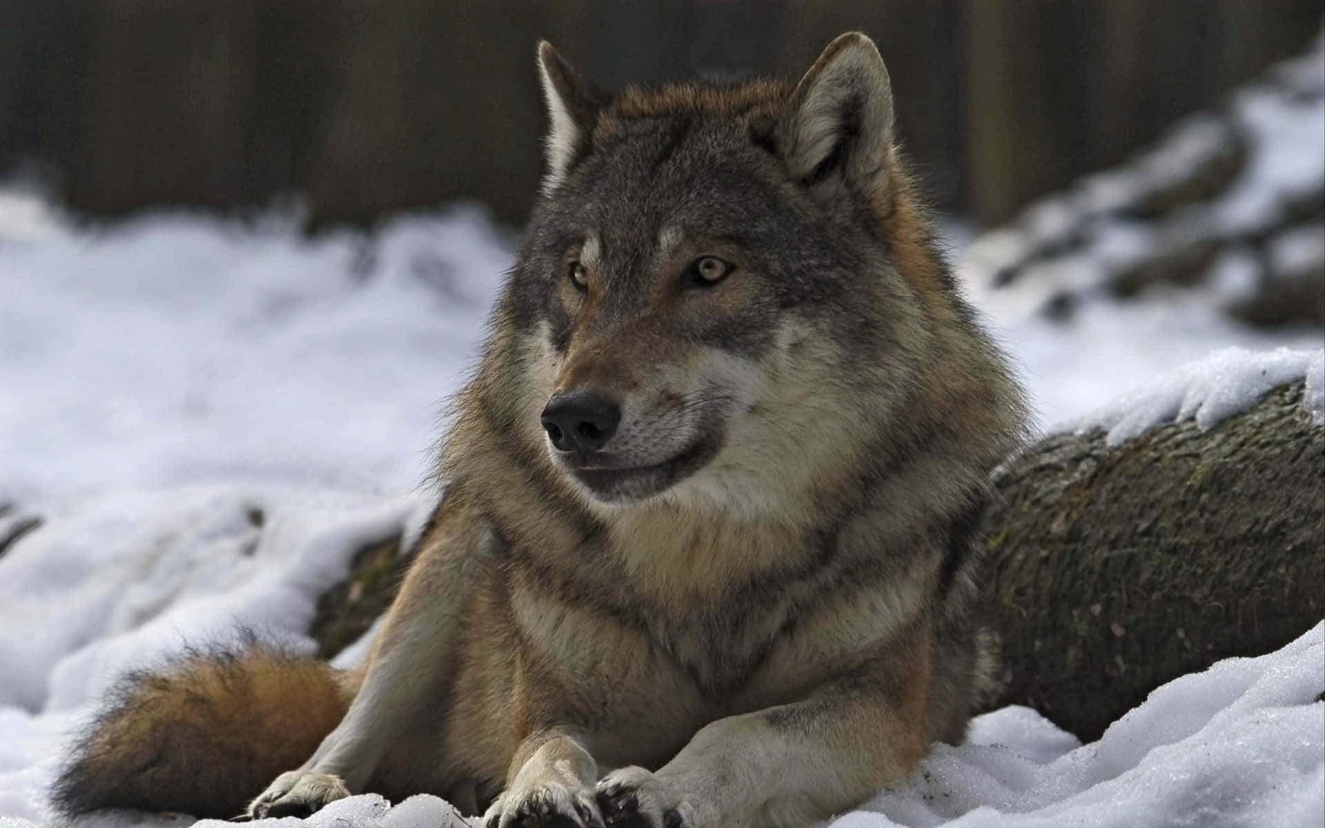 A majestic grey wolf stares into the distance