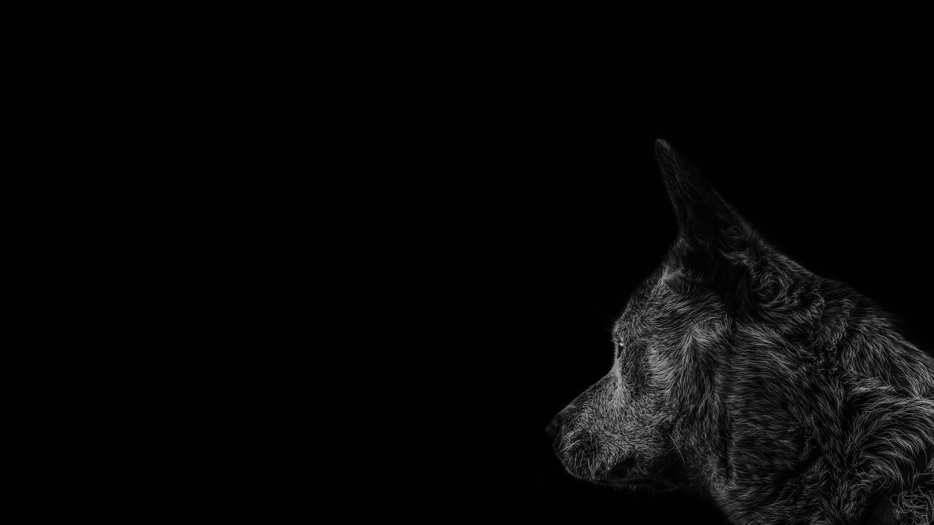 Wolf Black Screen 4k Wallpaper