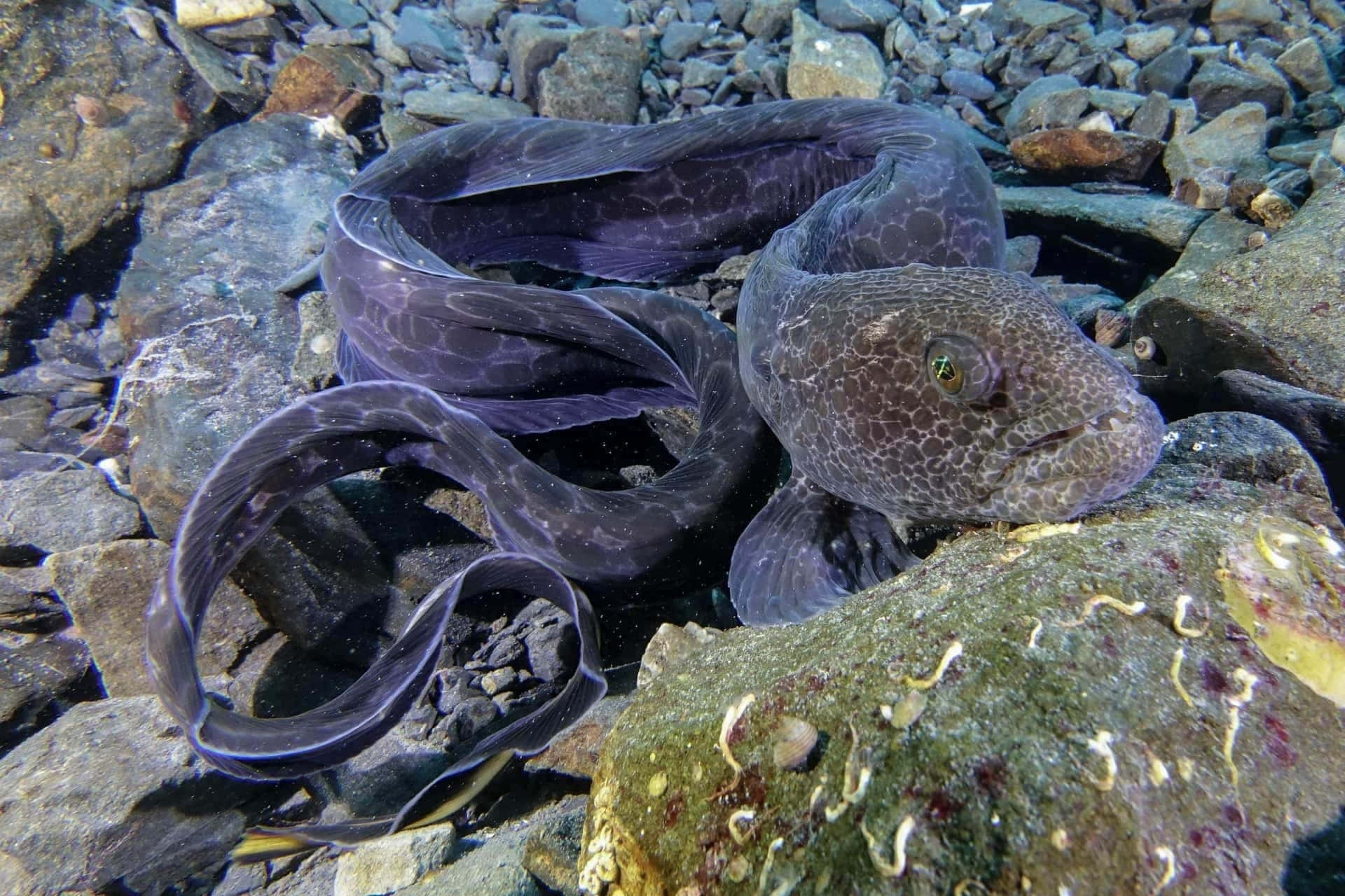 Wolf Eel In Natuurlijke Habitat Achtergrond