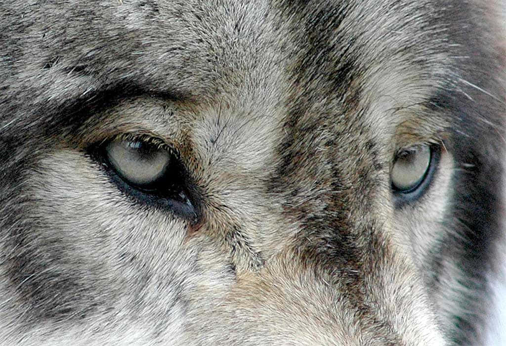 Mesmerizing Stare of Piercing Wolf Eyes Wallpaper