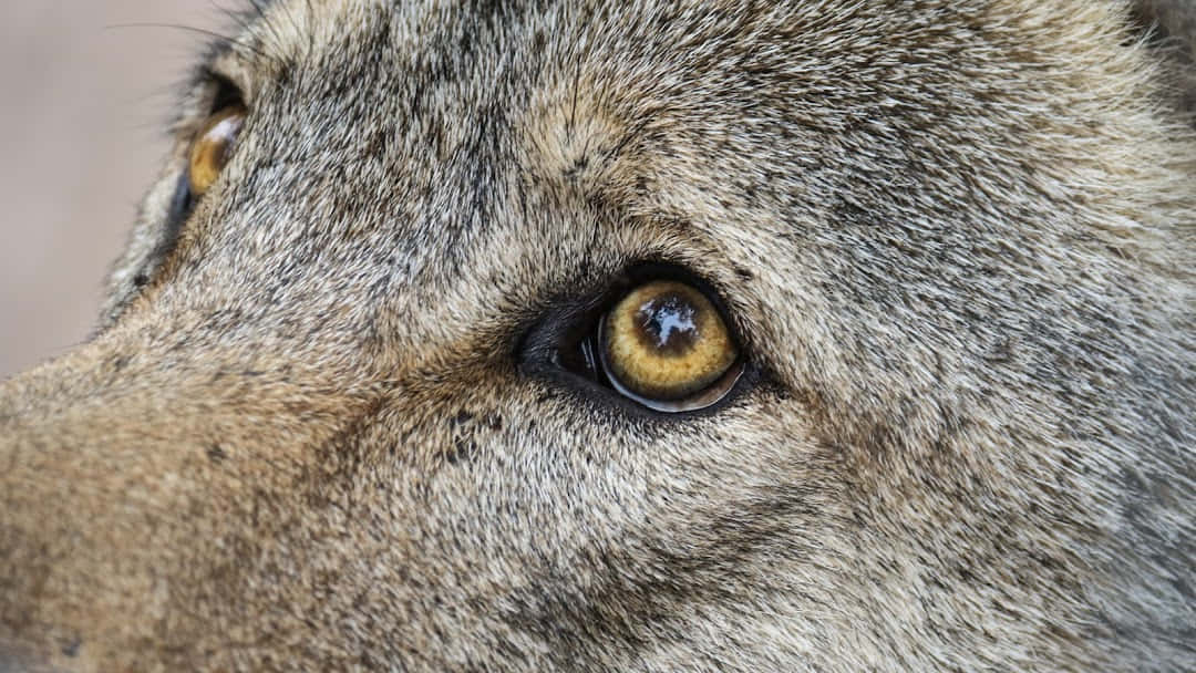 Captivating Wolf Eyes Wallpaper