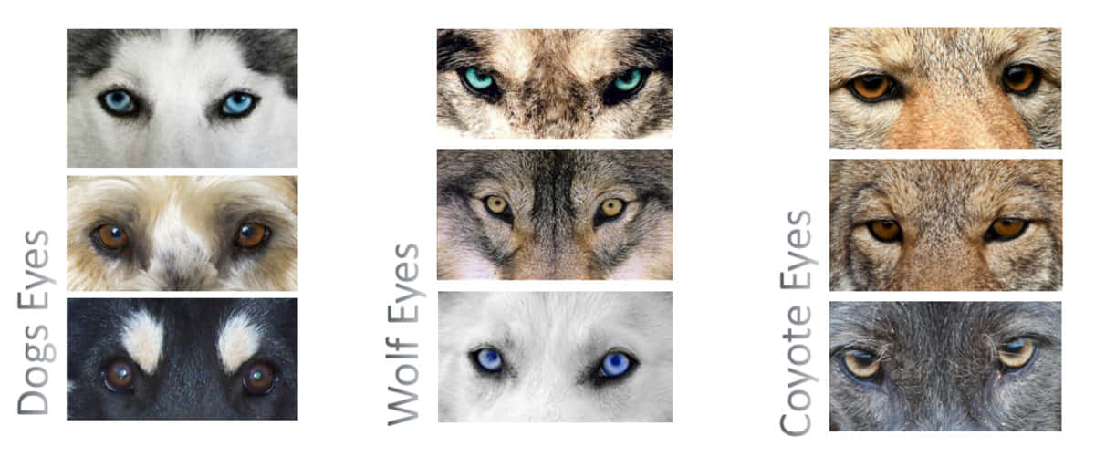 Mysterious Wolf Eyes in the Darkness Wallpaper