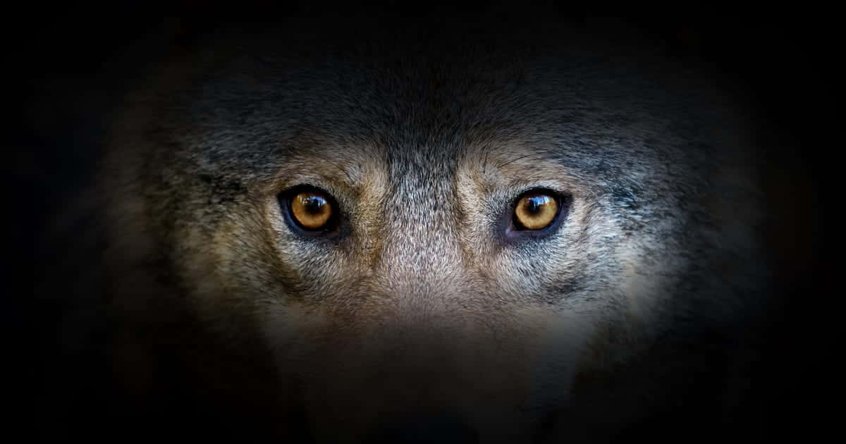 Intense Wolf Eyes in the Wild Wallpaper