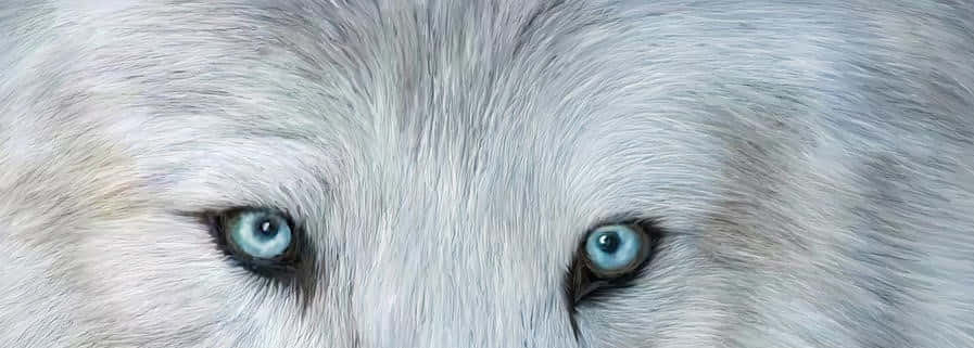 Intense Stare of a Wolf's Eyes Wallpaper