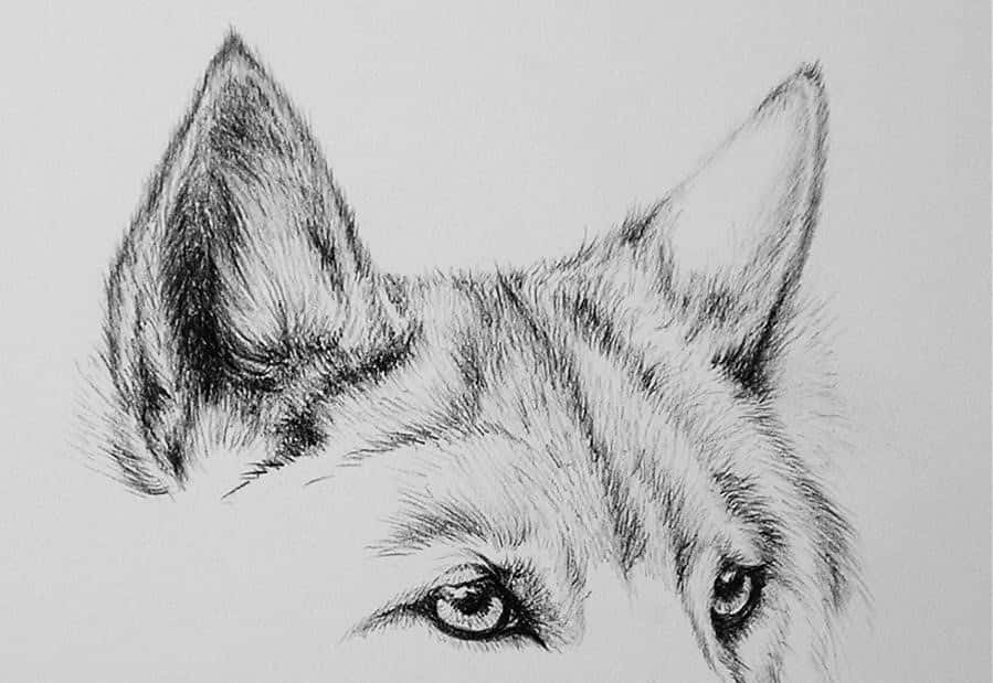 Captivating Gaze of a Wolf's Eyes Wallpaper
