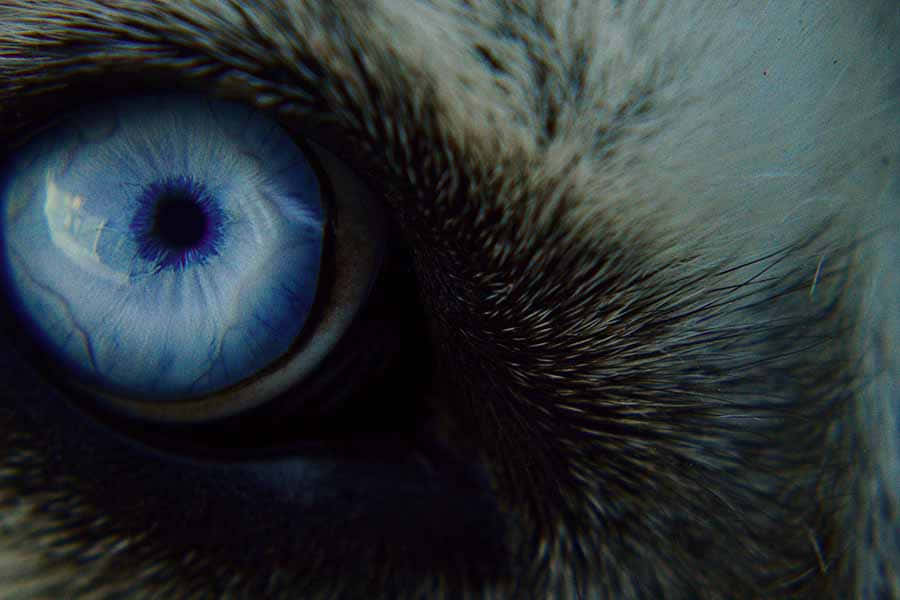 Mysterious Wolf Eyes Gazing Intensely Wallpaper