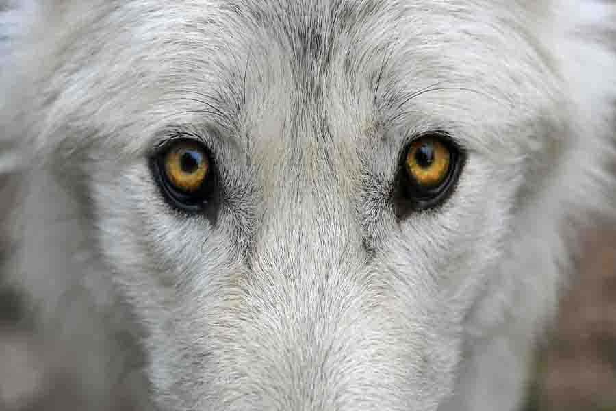 Captivating Wolf Eyes Wallpaper