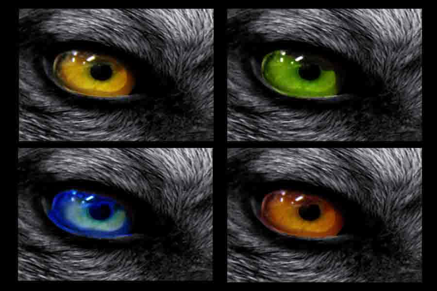 wolf eyes