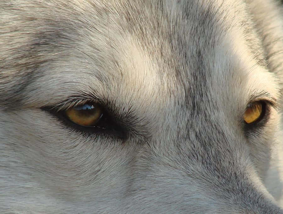 Captivating Gaze of Wolf Eyes Wallpaper