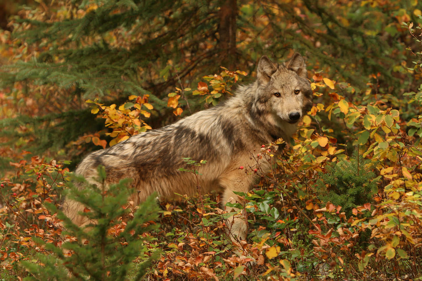 Majestic Wolf in Autumn Forest Wallpaper