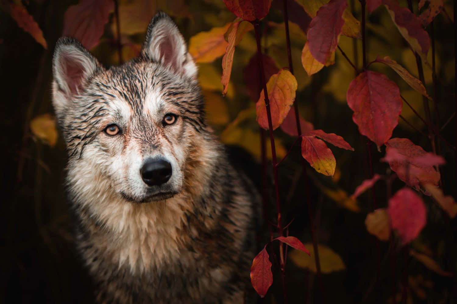 Majestic wolf roaming in an autumn forest Wallpaper