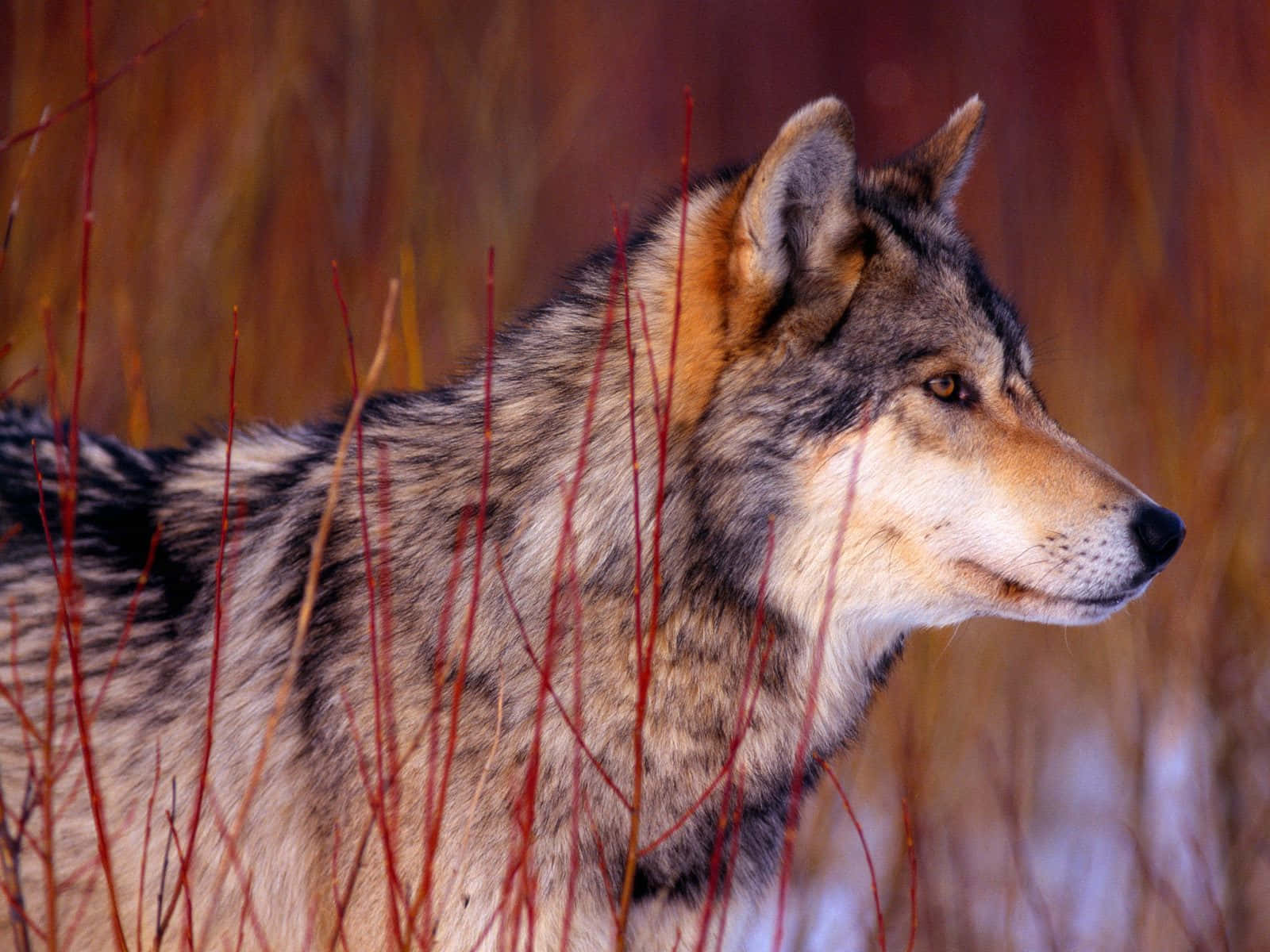 Majestic Wolf in Autumn Landscape Wallpaper