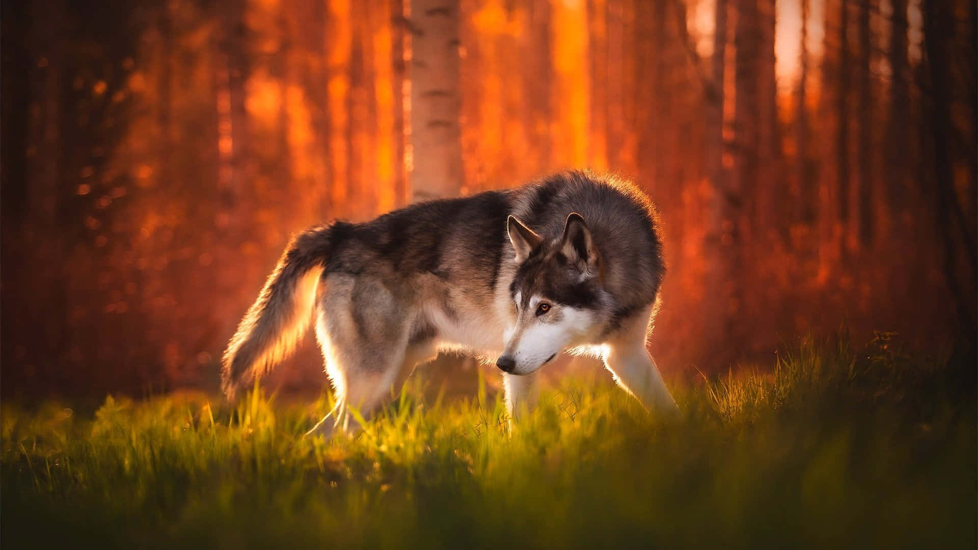 Majestic Wolf in Vibrant Autumn Forest Wallpaper