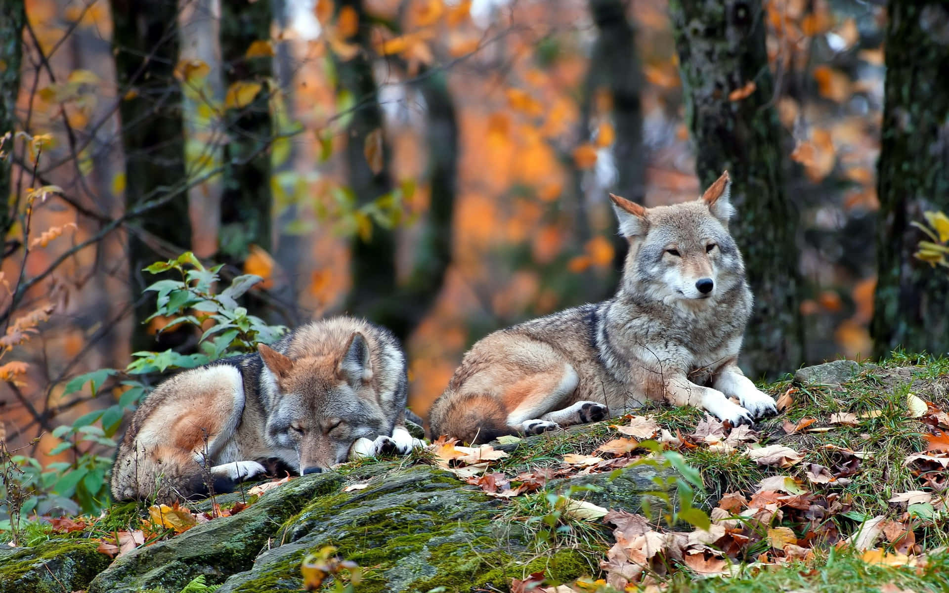 Caption: Majestic Wolf in Autumn Forest Wallpaper