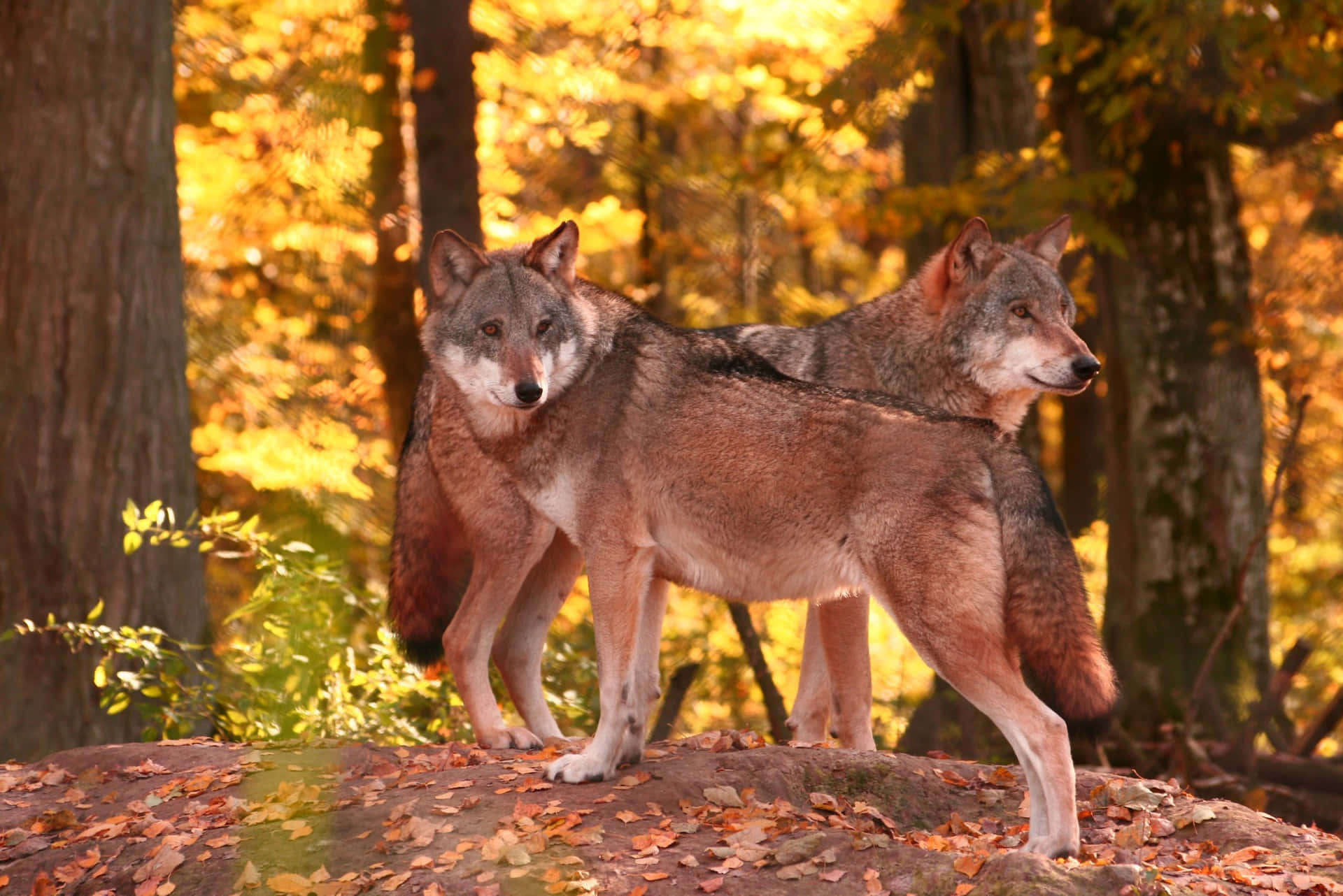 Majestic Wolf in an Autumn Forest Wallpaper