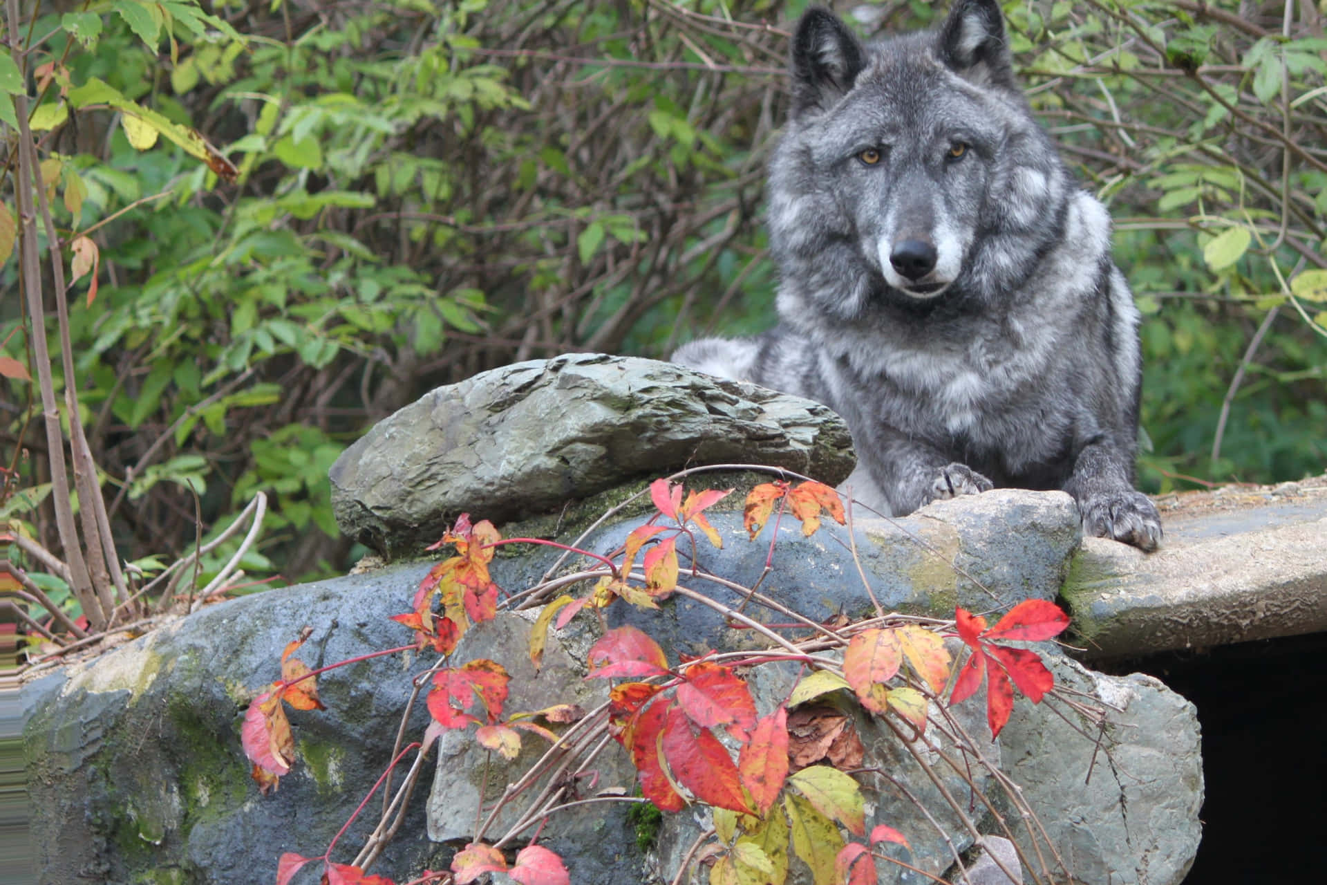 Majestic Wolf Prowling Through Autumn Forest Wallpaper