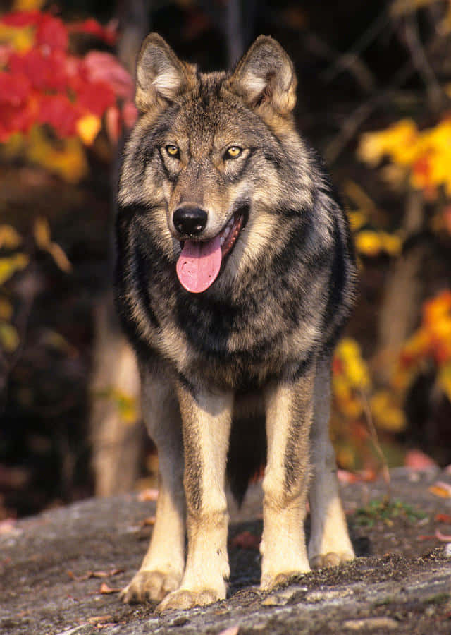 Captivating Wolf In Autumn Wallpaper