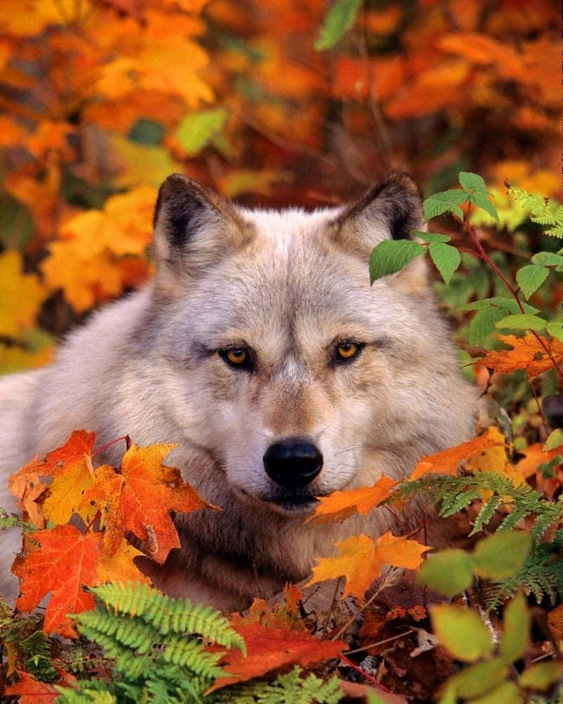 Majestic Wolf Walking in Autumn Woods Wallpaper