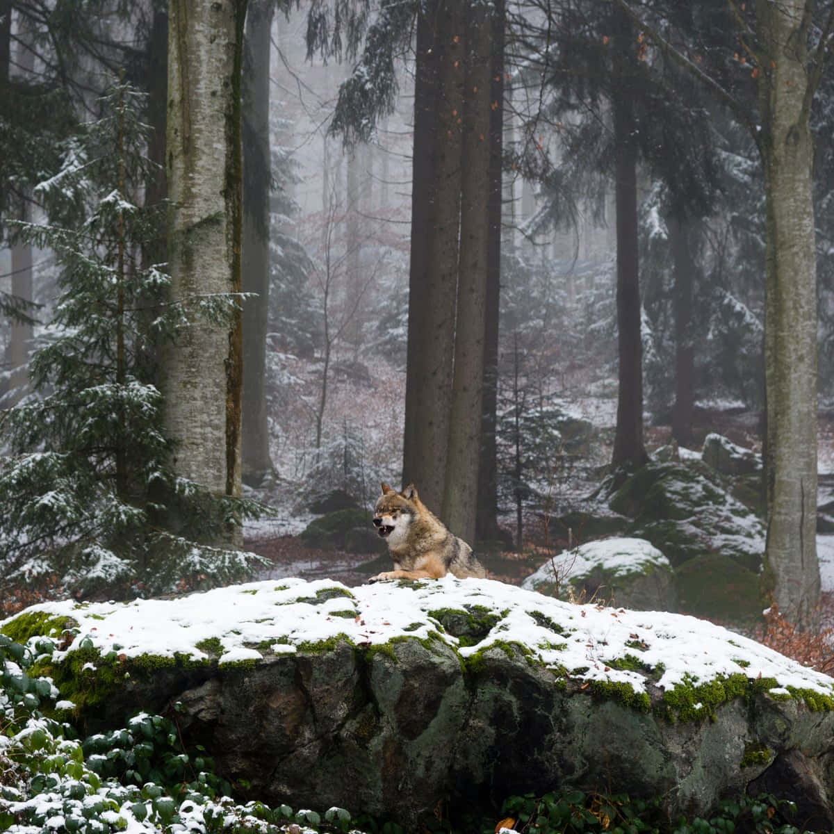 Majestic Wolf Exploring Lush Forest Wallpaper