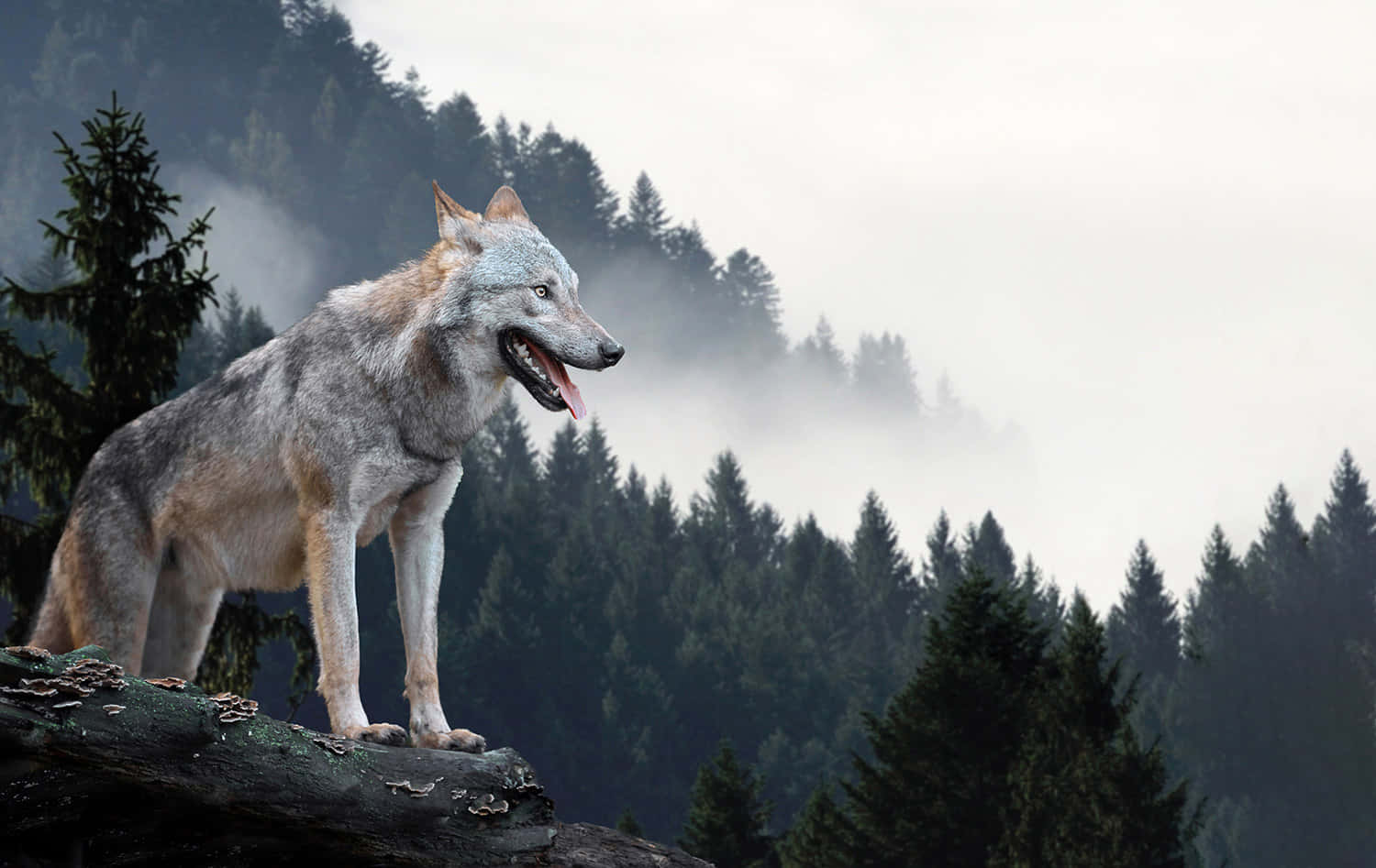 Majestic Wolf Roaming the Forest Wallpaper
