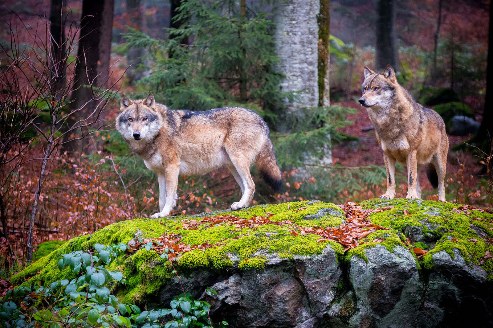 Enigmatic Wolf in Lush Forest Wallpaper