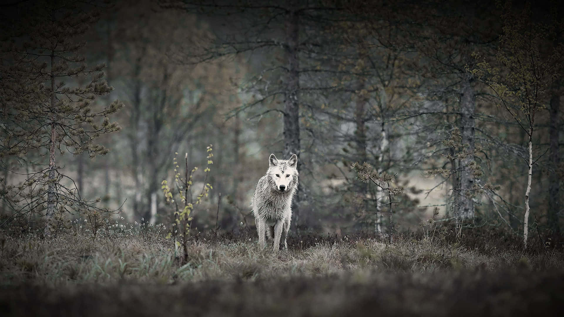 Majestic Wolf Roaming the Enchanting Forest Wallpaper