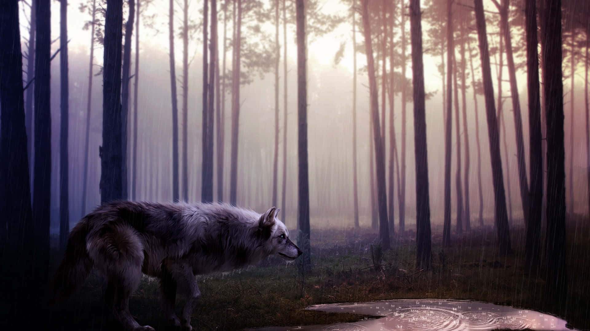 Majestic Wolf Roaming in the Dense Forest Wallpaper