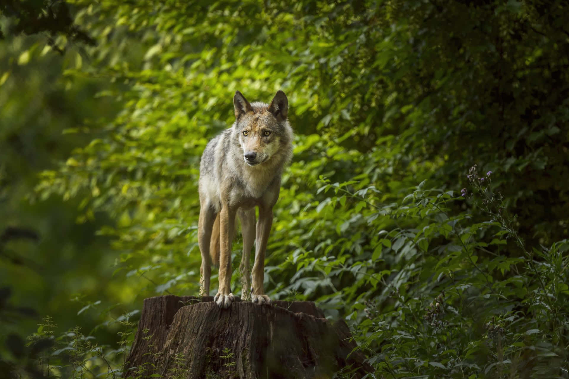 Mystical Wolf Roaming Through the Enchanted Forest Wallpaper