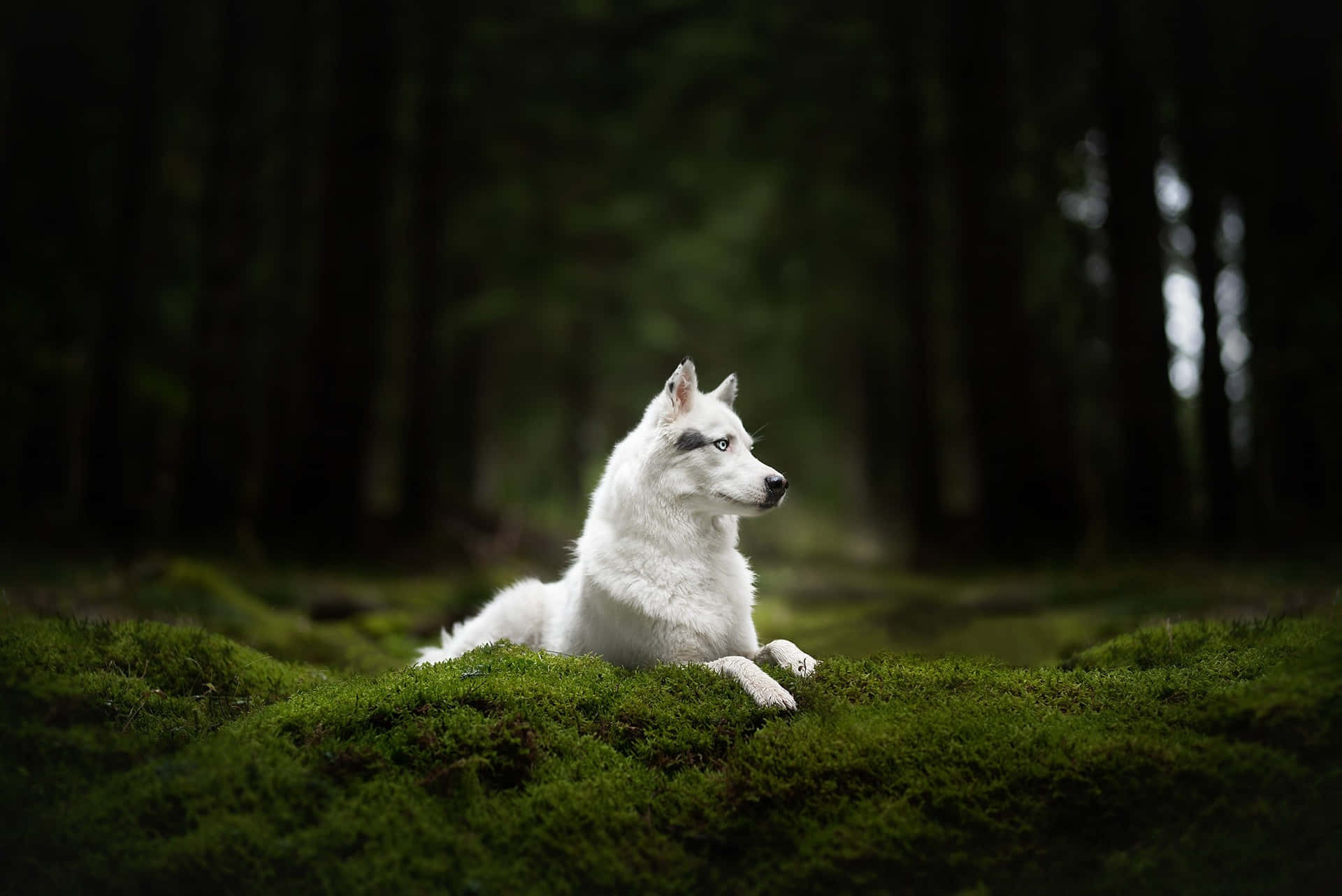 Majestic Wolf Roaming through the Forest Wallpaper