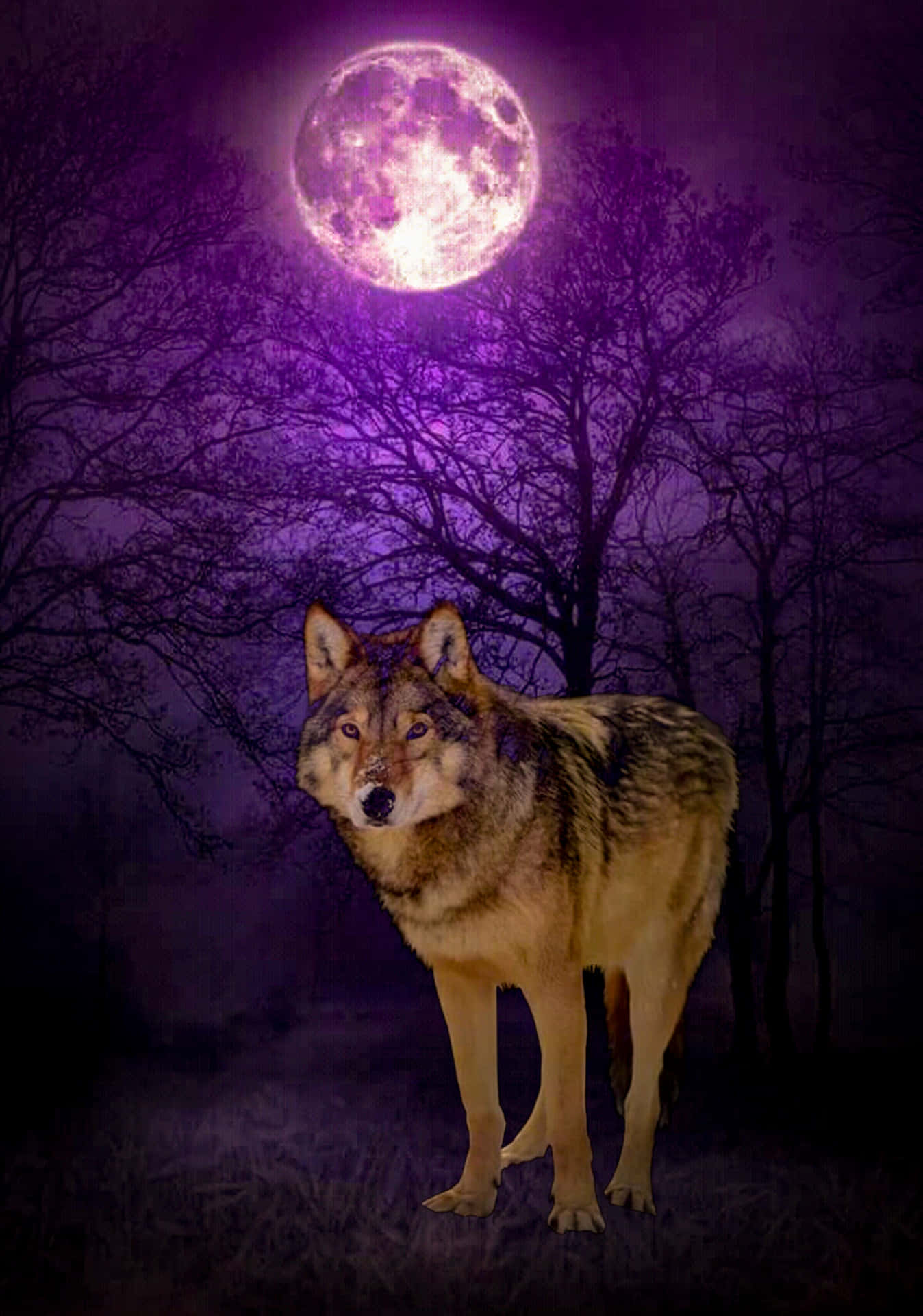 Majestic Wolf Basking in Moonlit Forest Wallpaper