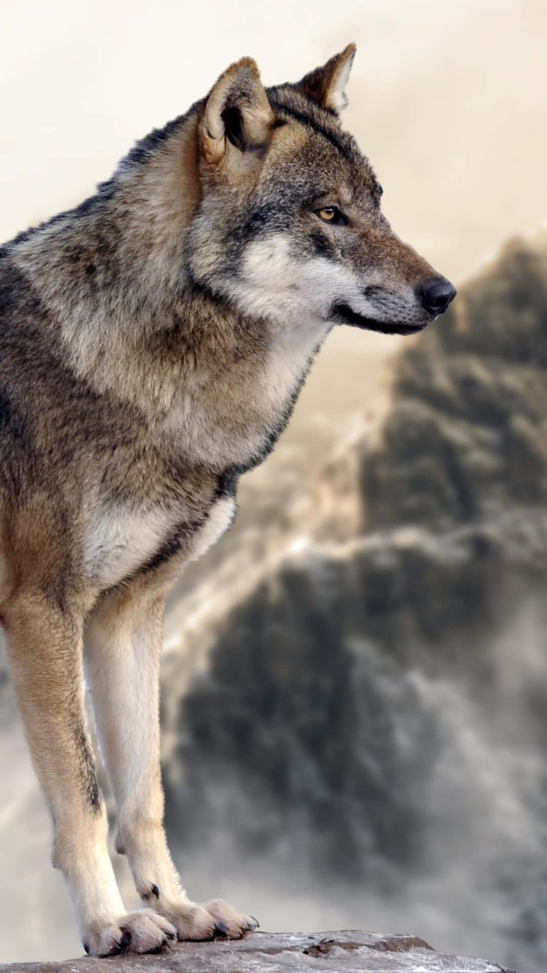 Majestic Wolf Roaming a Snowy Mountain Landscape Wallpaper