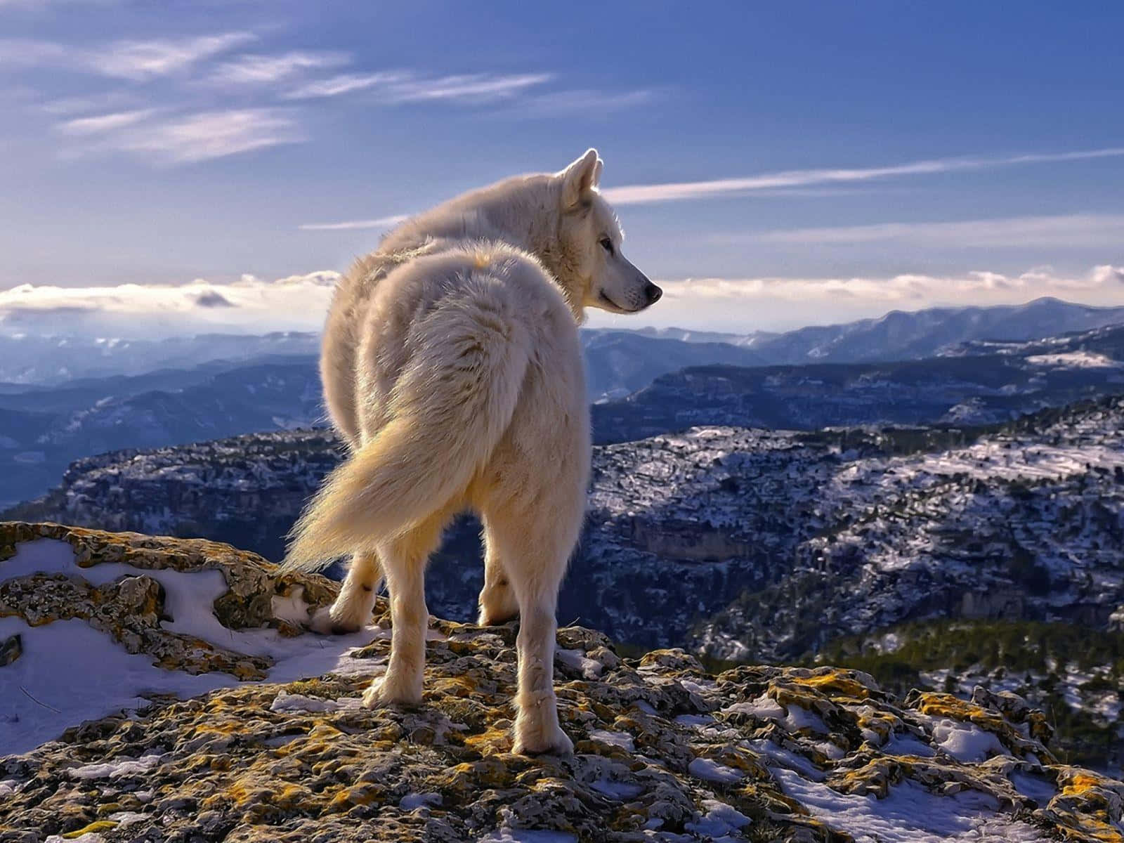 Majestic Wolf Standing on Mountain Peak Wallpaper