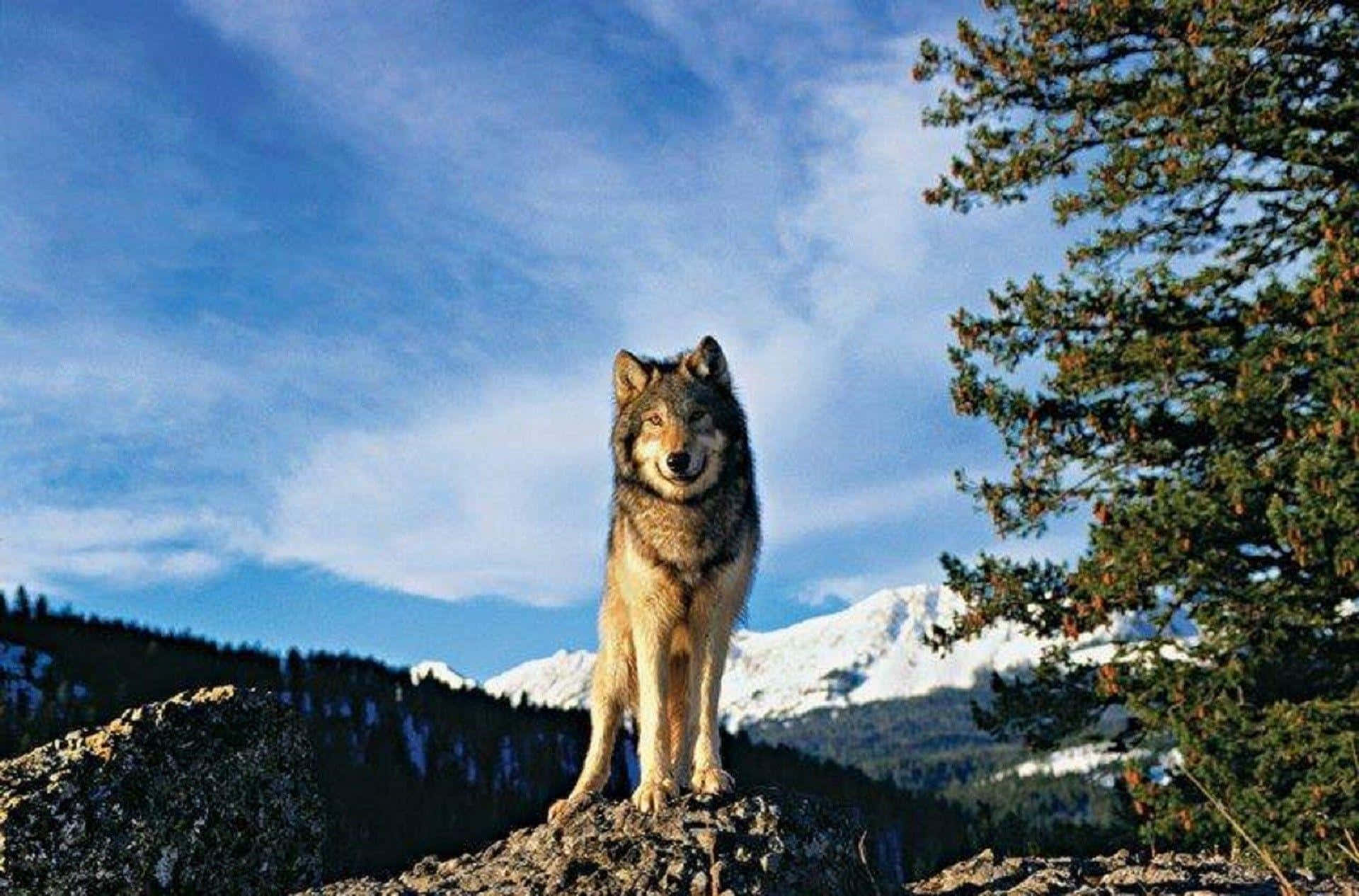Majestic Wolf Gazing Over Majestic Mountains Wallpaper