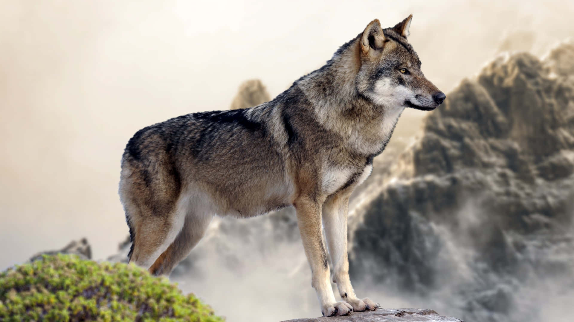 Captivating Mountain Wolf Wallpaper