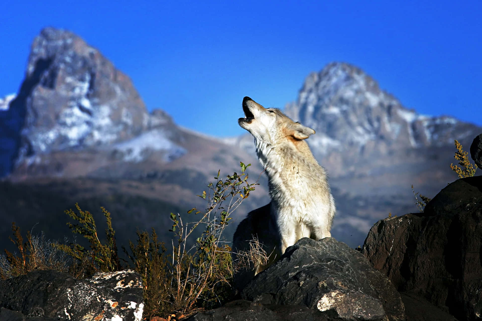 Majestic Wolf in a Snowy Mountain Landscape Wallpaper