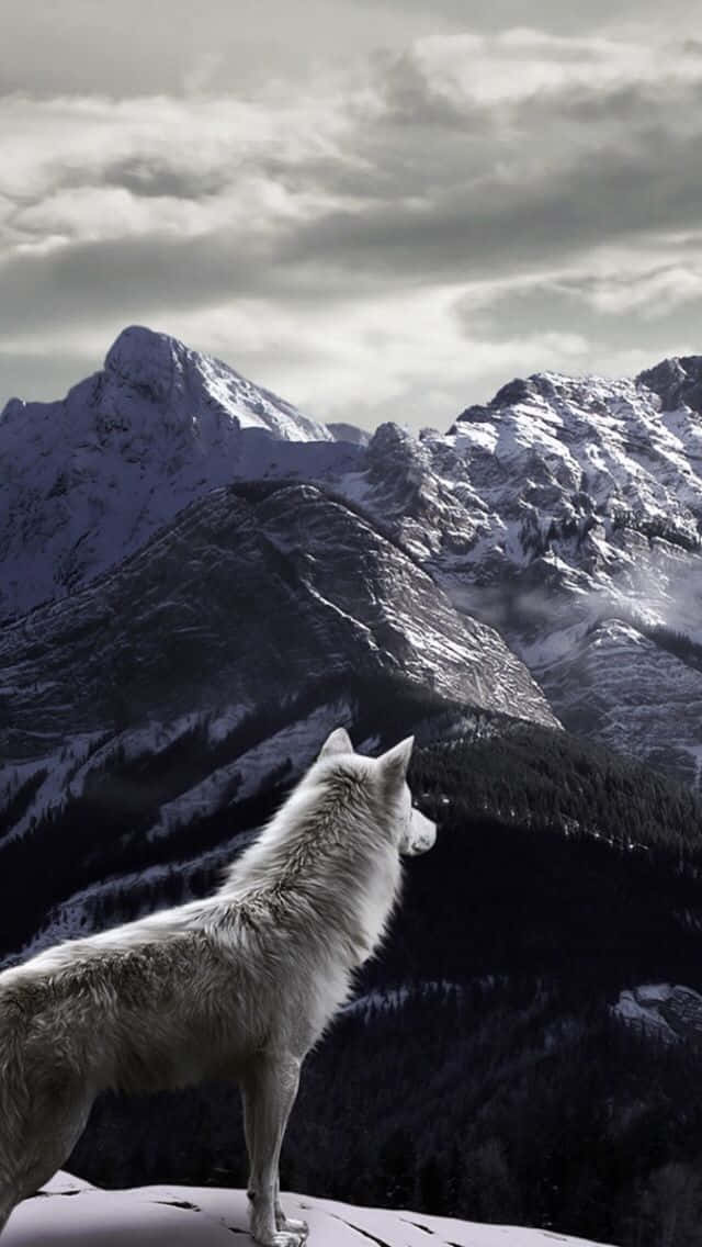 Caption: Lone Wolf Roaming the Snowy Mountain Peaks Wallpaper