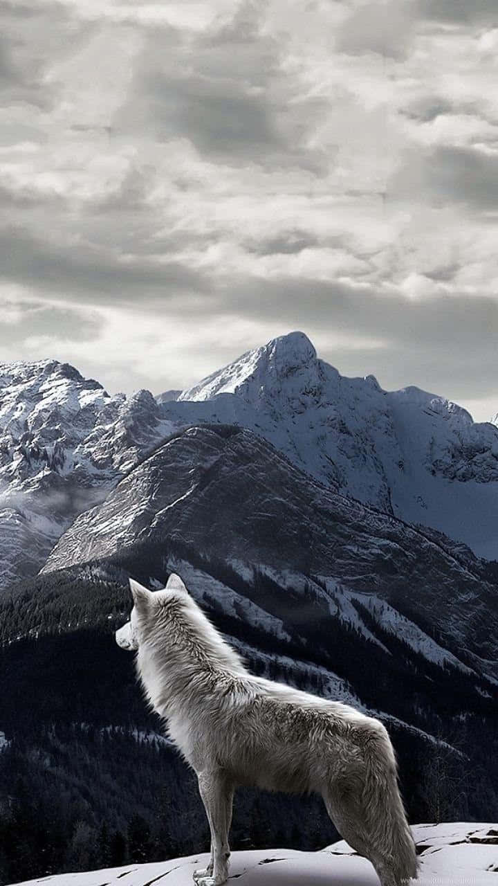 Majestic Wolf in Mountain Landscape Wallpaper