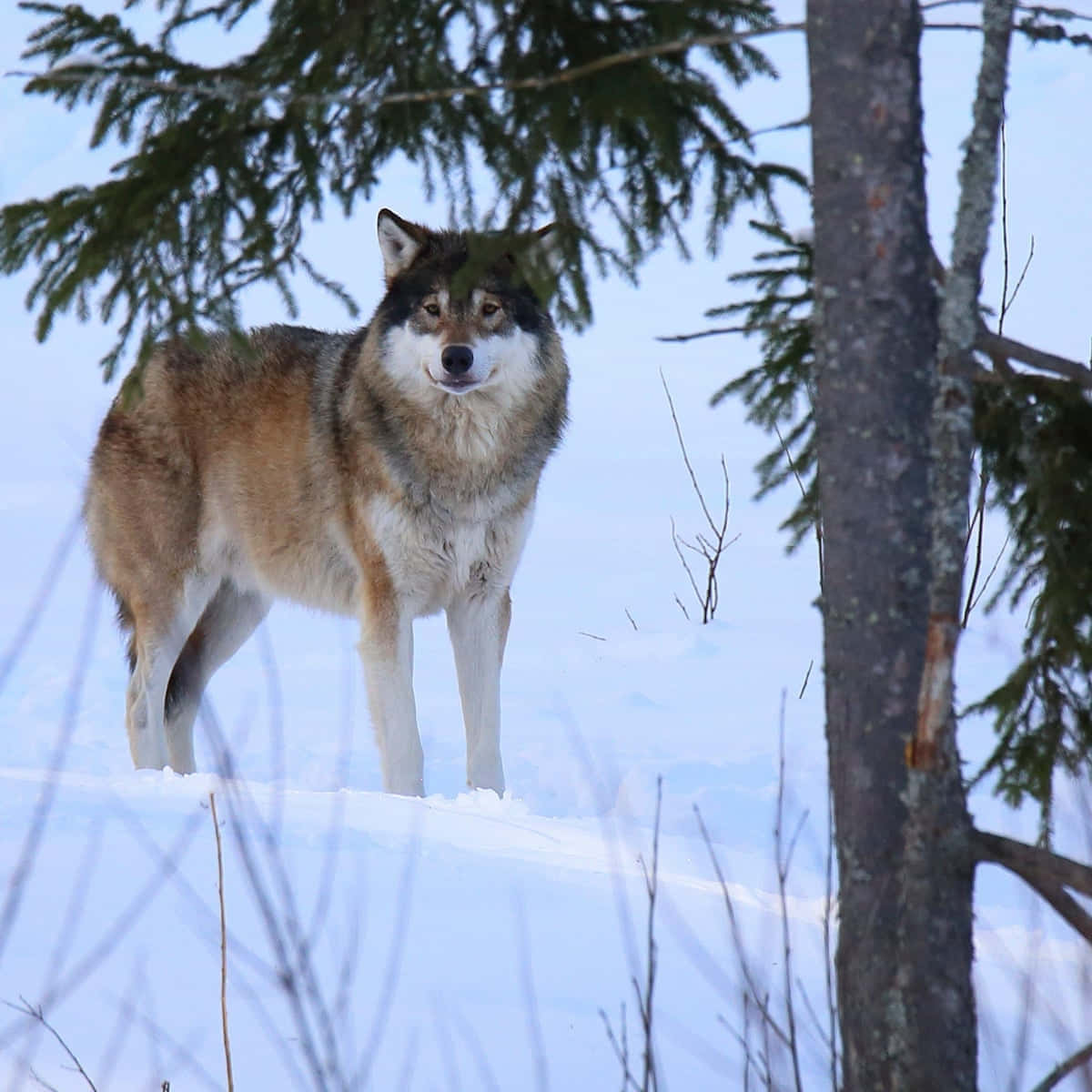 Majestic Wolf Prowling In Snowy Landscape Wallpaper