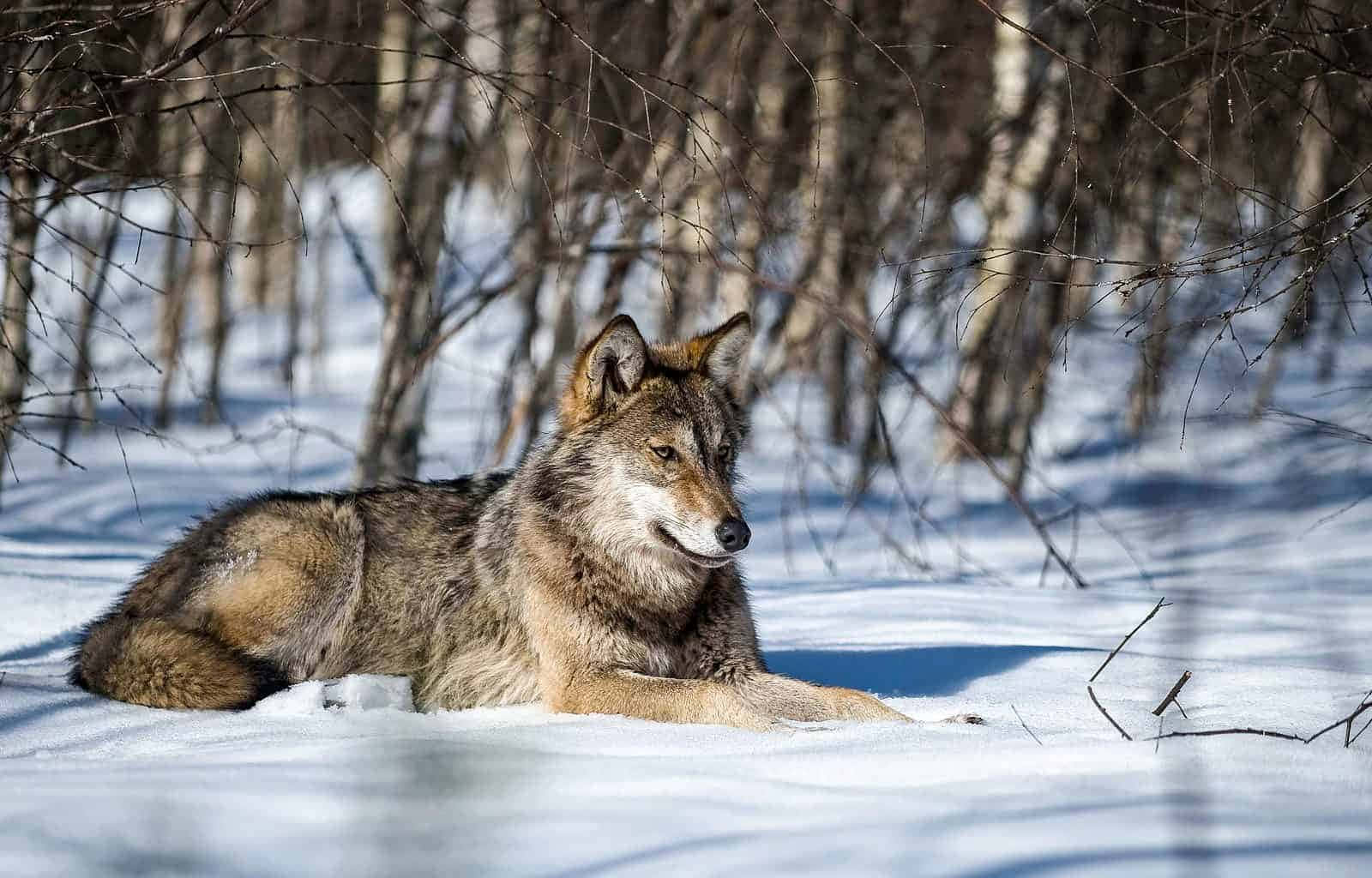 Lone wolf exploring a snowy landscape Wallpaper
