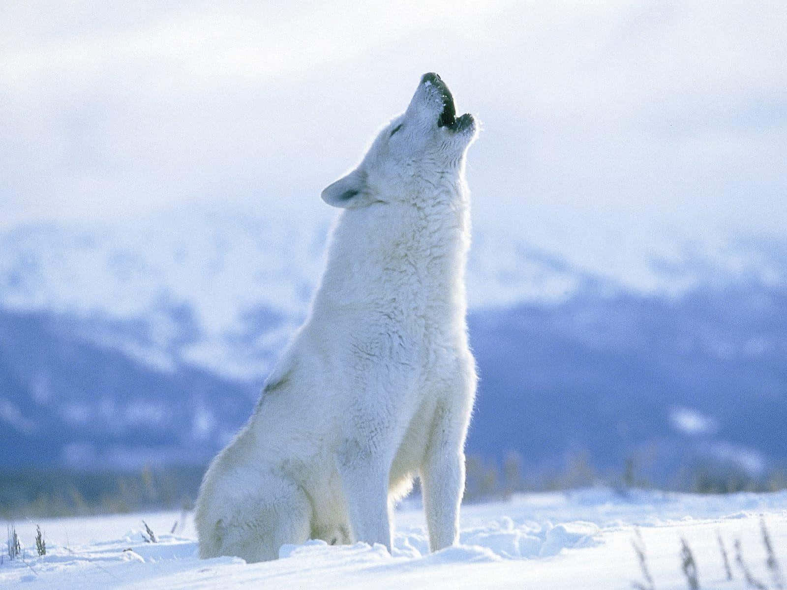 Majestic wolf in a snow-covered landscape Wallpaper