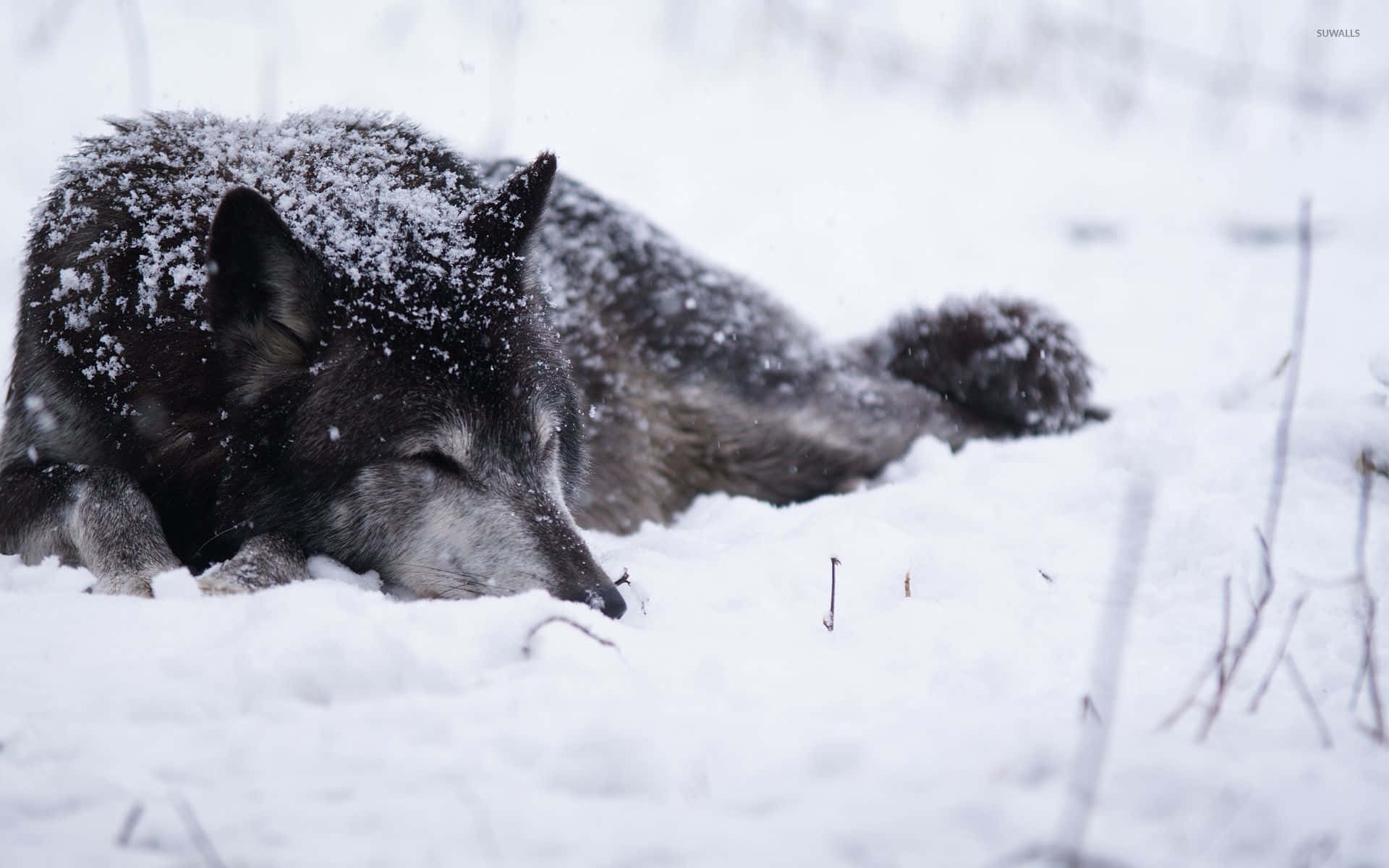 Majestic Wolf Roaming Through Snowy Wilderness Wallpaper