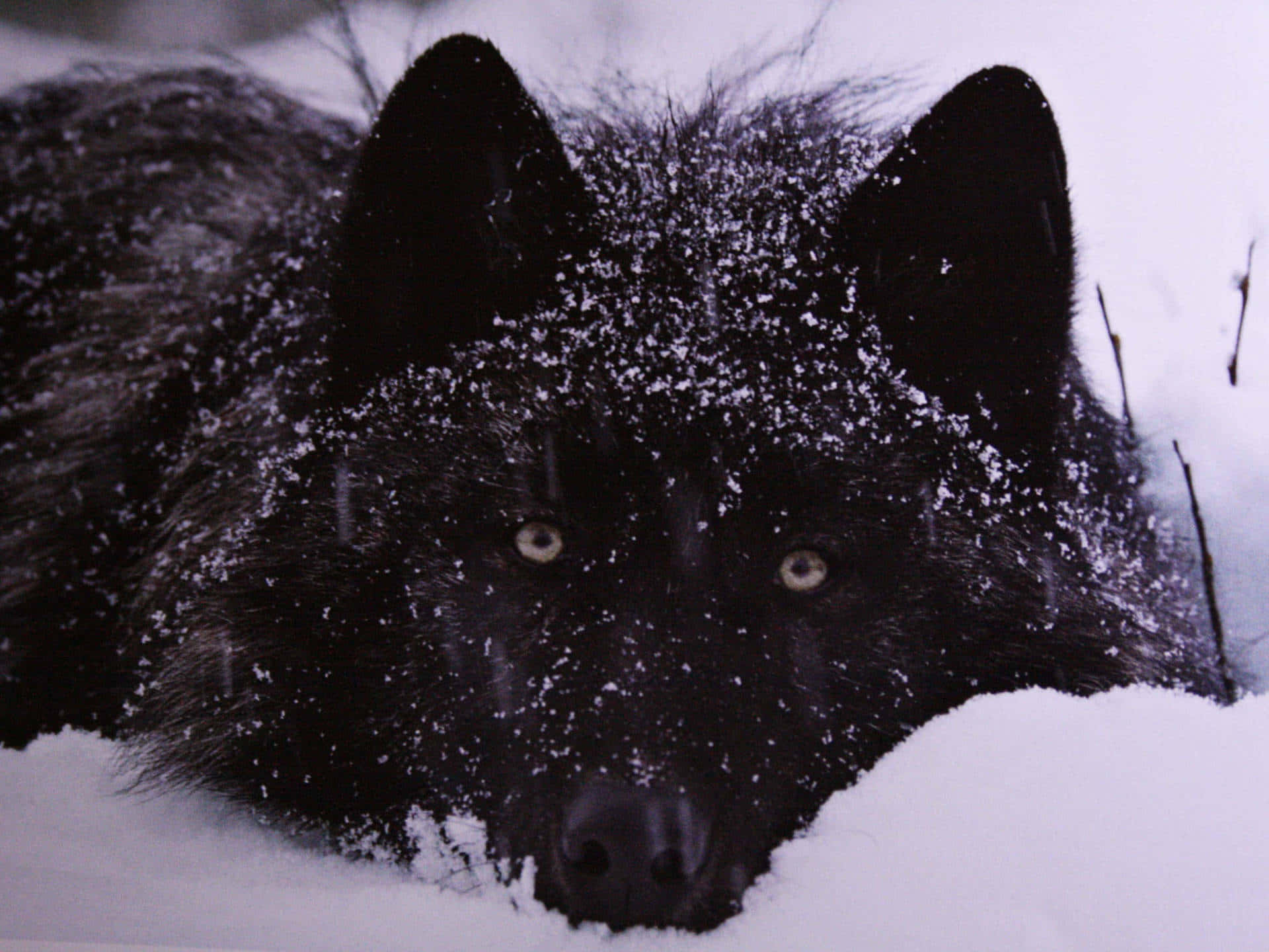 Majestic Wolf Roaming in a Snowy Landscape Wallpaper