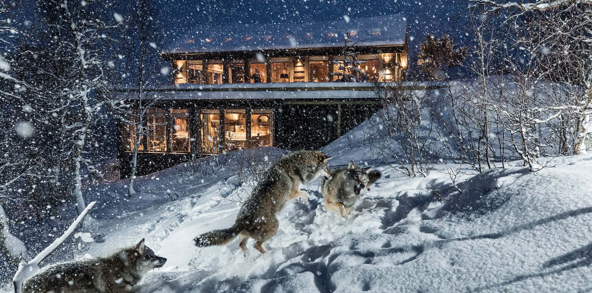 Majestic Wolf Traversing Snowy Landscape Wallpaper