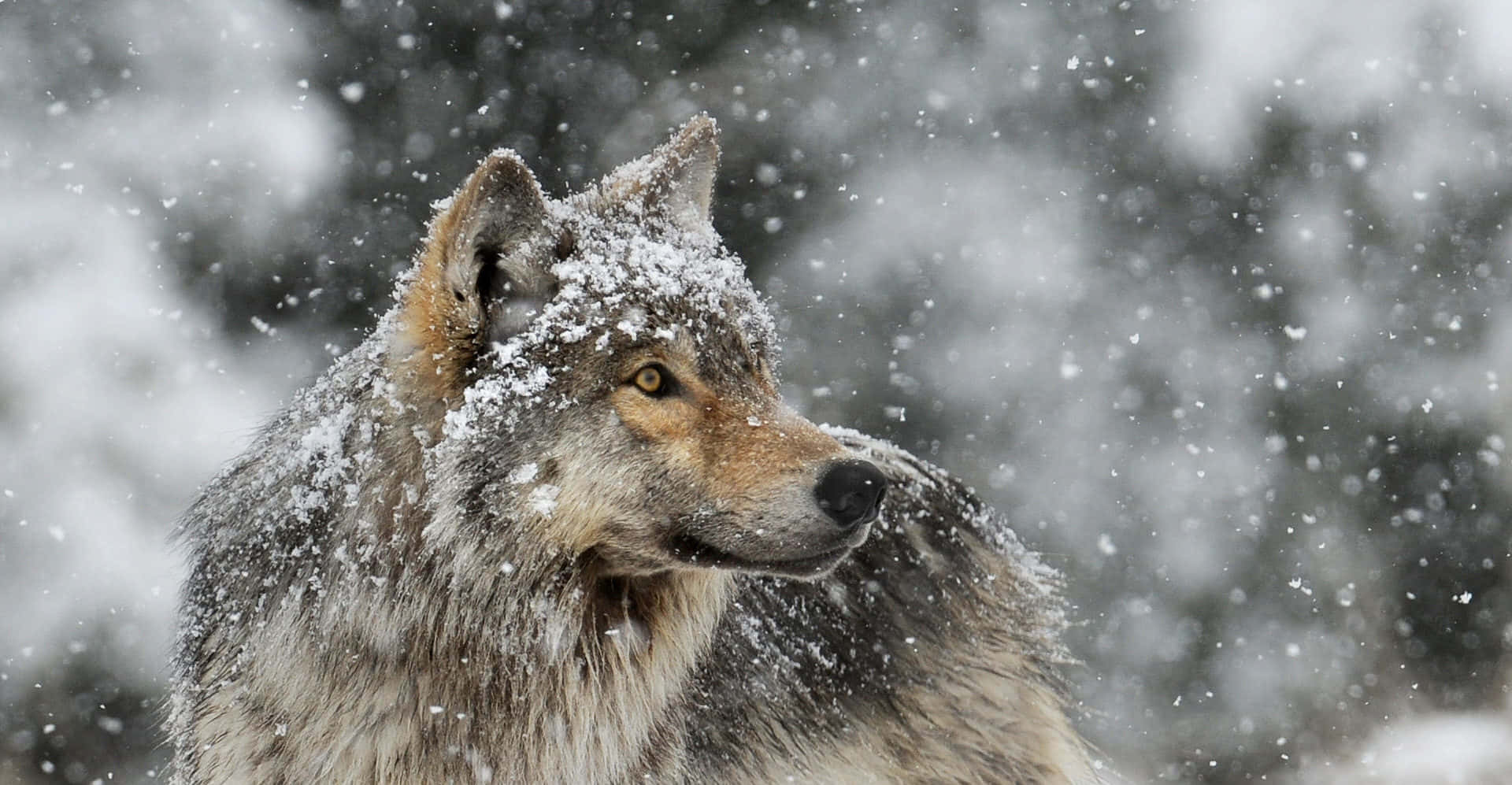 Majestic Wolf Roaming Through a Snowy Landscape Wallpaper