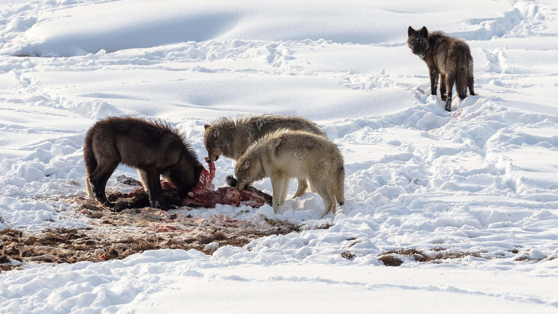 Betoverende Wolf In Kille Sneeuw - Een Mooie Weergave Van De Wonderen Van De Natuur Achtergrond