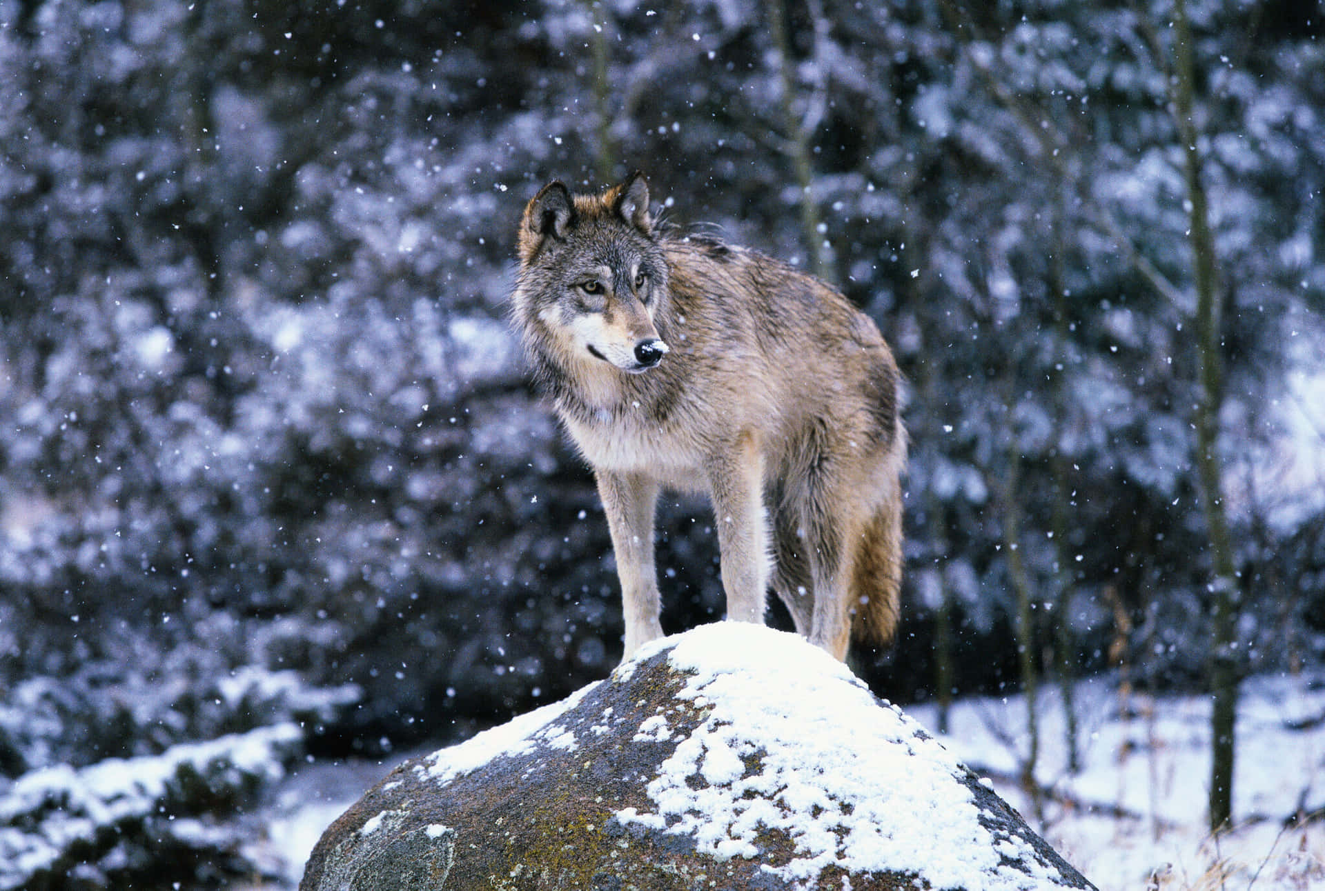 Majestic Wolf Prowling Through Snowy Terrain Wallpaper
